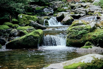 河中灰色岩石上的绿色苔藓